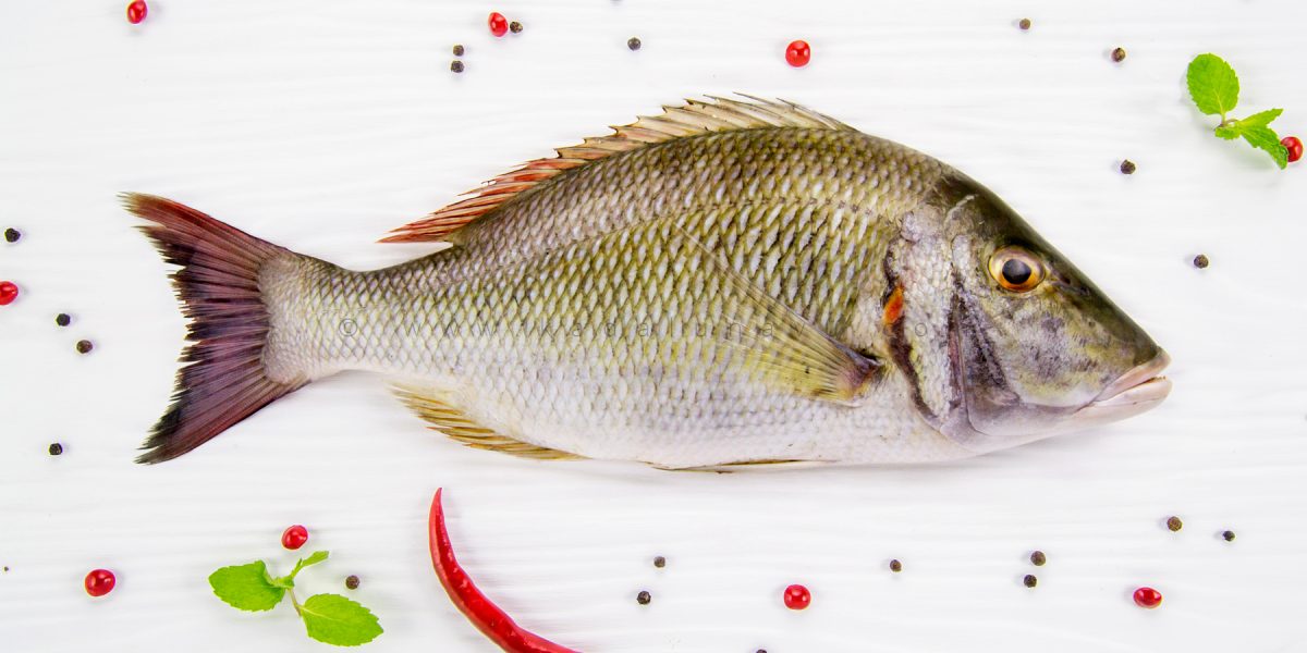 emperor_fish